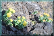 Plantje